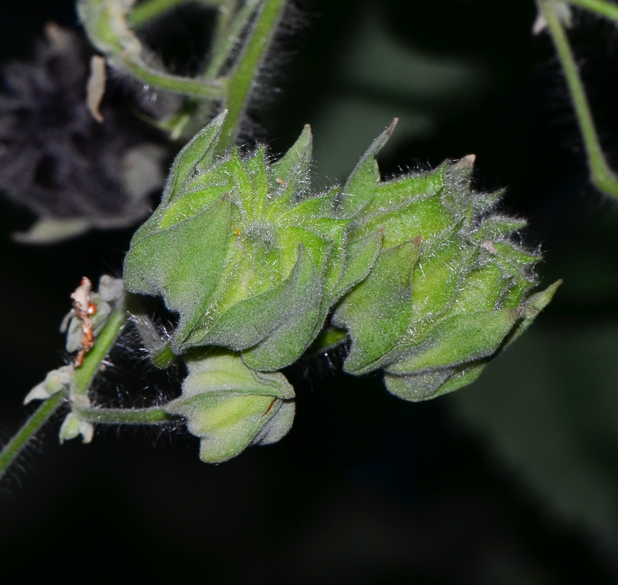 Изображение особи Abutilon grandifolium.