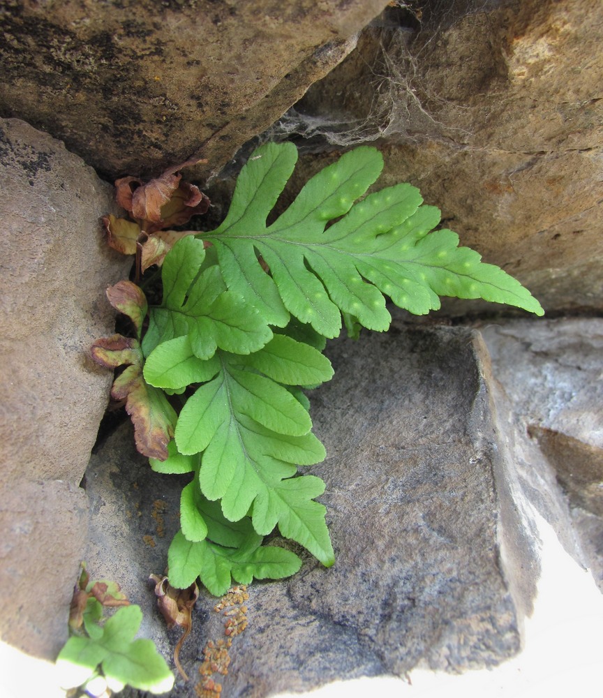 Image of Polypodium vulgare specimen.