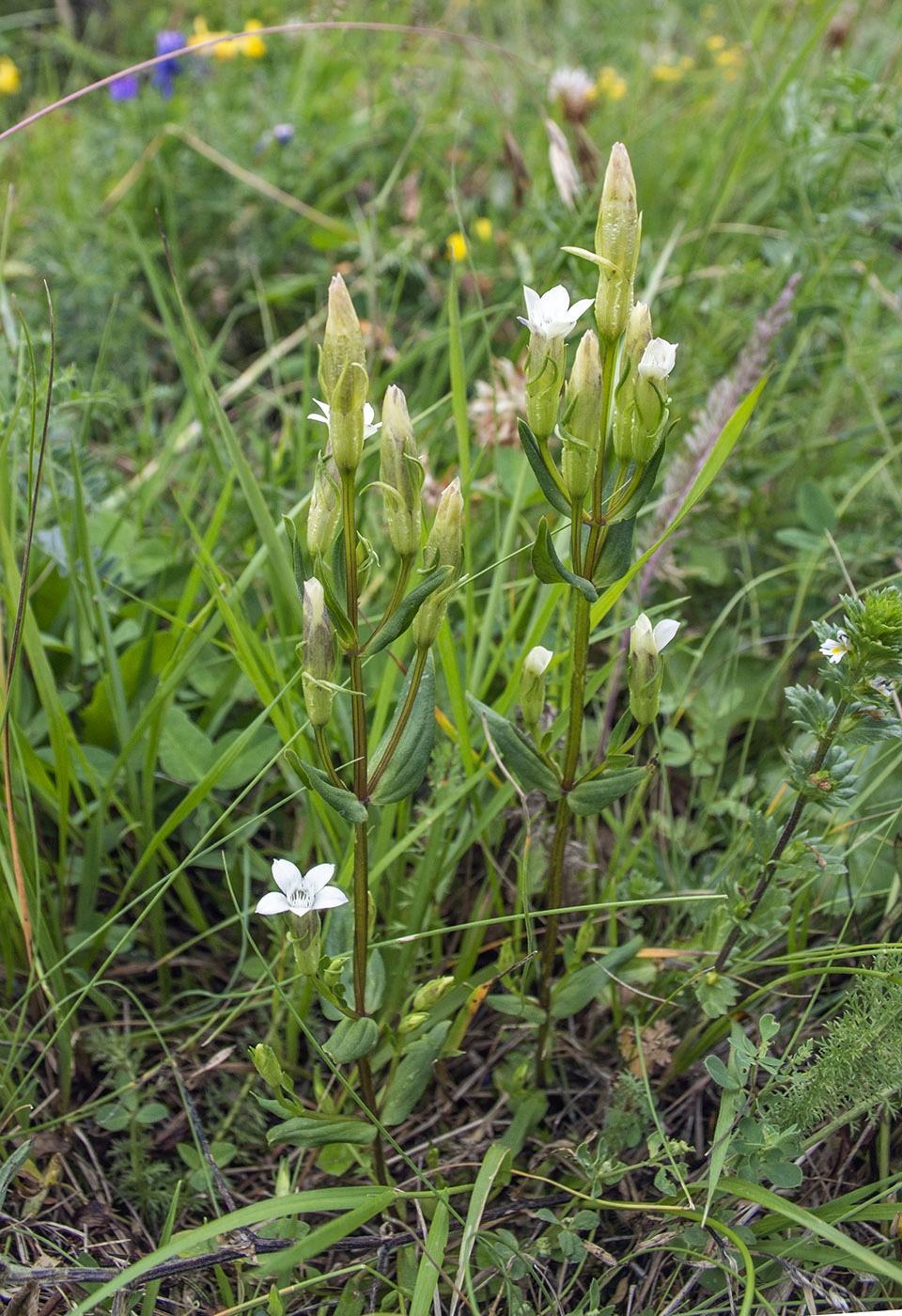 Изображение особи Gentianella promethea.