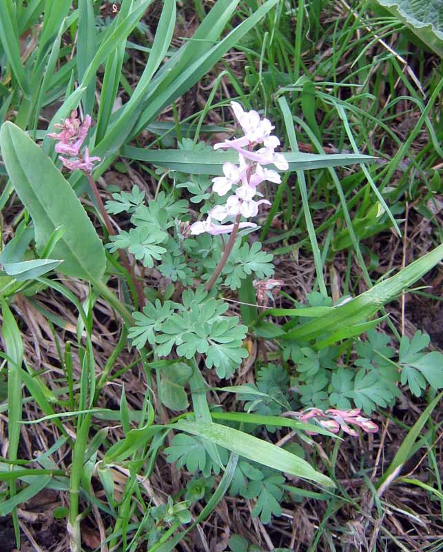 Image of Corydalis glaucescens specimen.