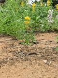 Lupinus luteus