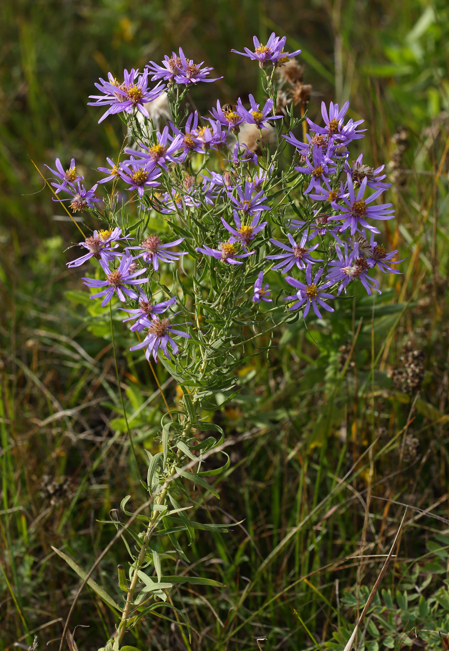 Image of Galatella dahurica specimen.