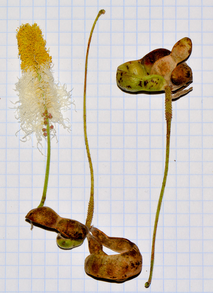 Image of Dichrostachys cinerea specimen.