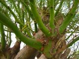 Parkinsonia aculeata