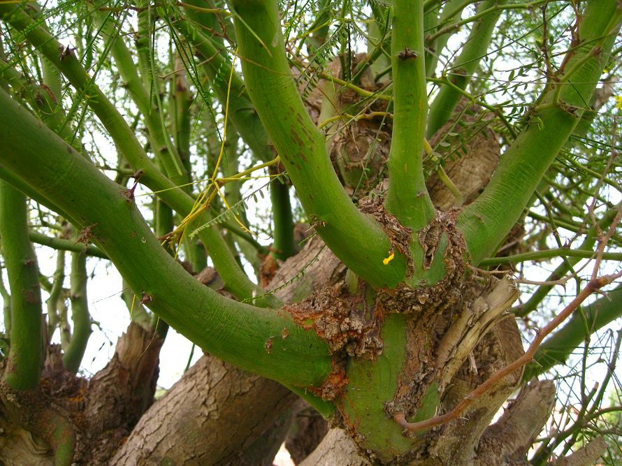 Image of Parkinsonia aculeata specimen.