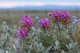 genus Pedicularis