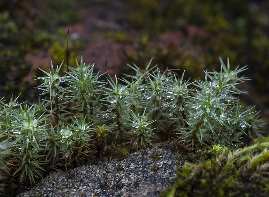 Изображение особи Polytrichum juniperinum.