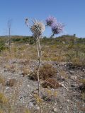 Echinops spinosissimus. Верхушка цветущего растения. Греция, о. Родос, обочина дороги. Июль 2017 г.