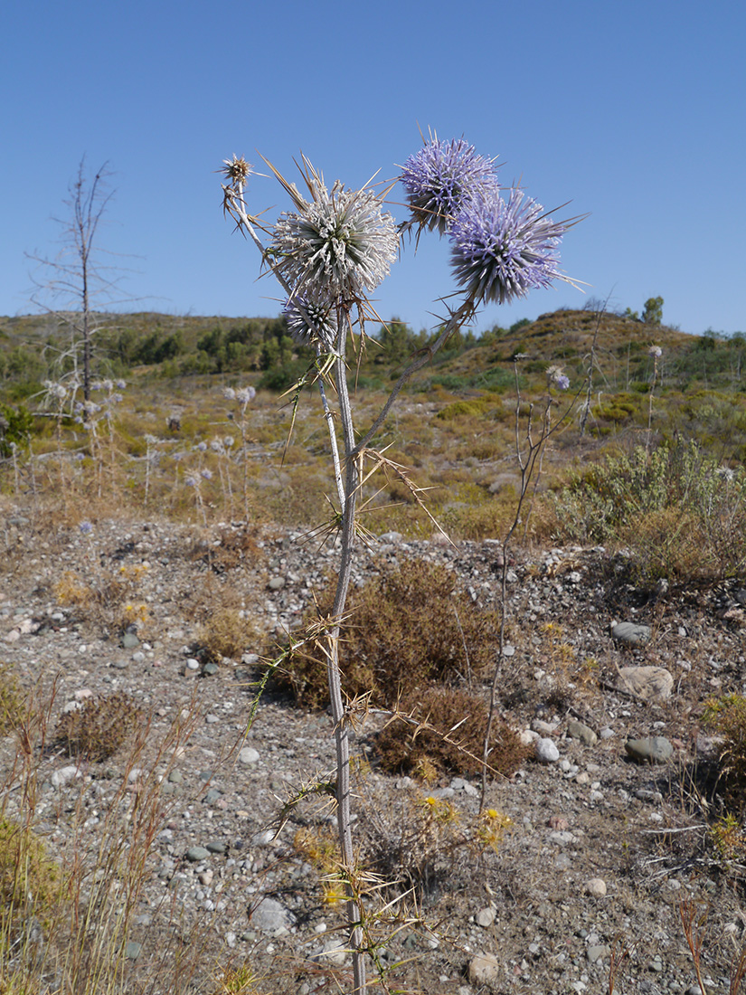 Изображение особи Echinops spinosissimus.