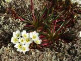 Claytonia soczaviana