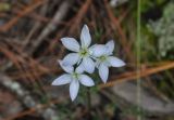 genus Lomatogonium. Цветки. Китай, Юньнань, горы Shibaoshan (Shibao Shan), окр. храма Шицзхон (Shizhong Temple), смешанный лес. 26 октября 2016 г.