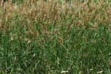 Bromopsis inermis