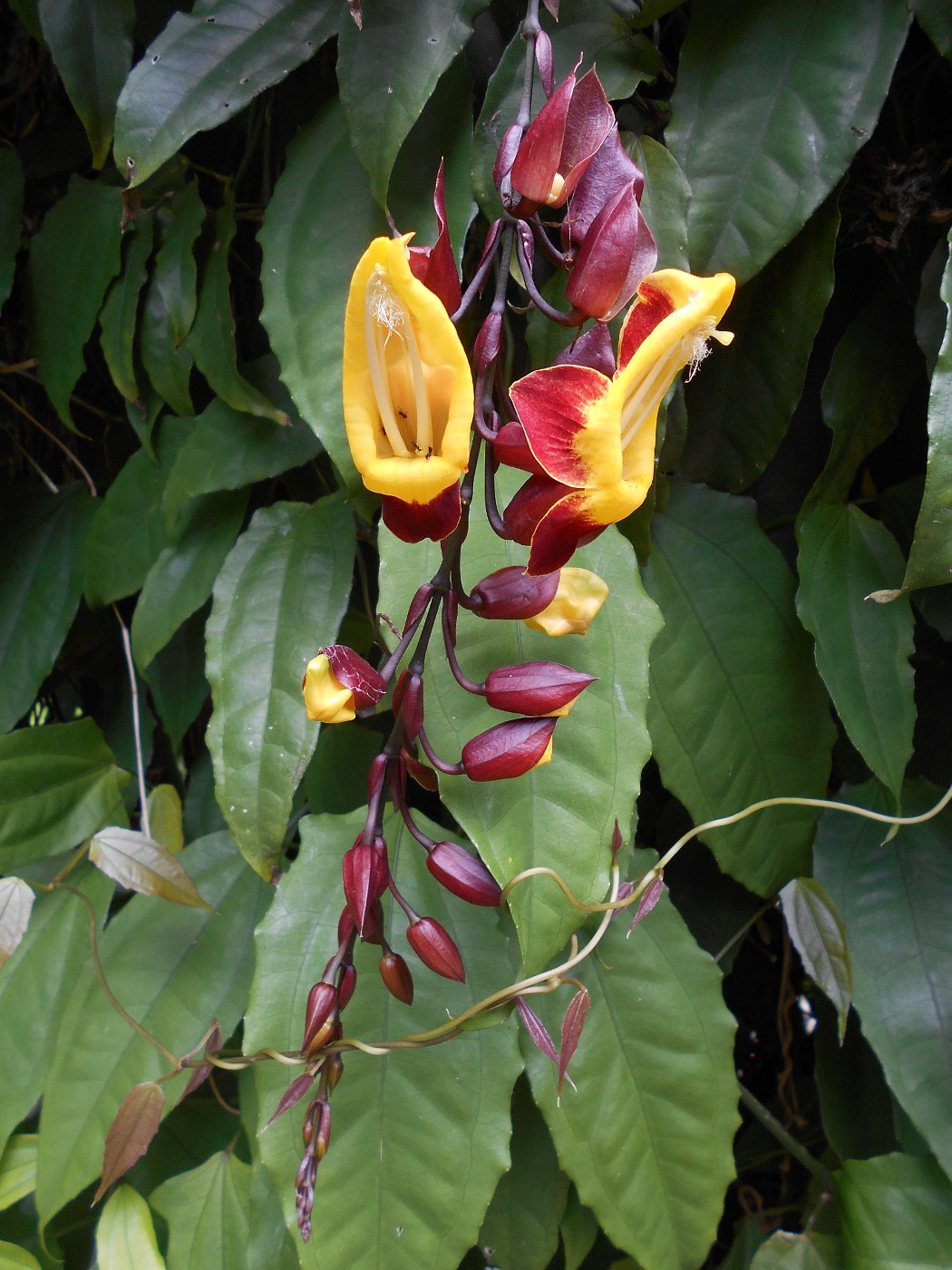Image of Thunbergia mysorensis specimen.