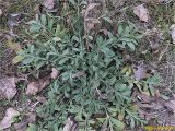genus Centaurea. Вегетирующее растение. Украина, г. Николаев, Заводской р-н, парк \"Лески\". 22.12.2017.