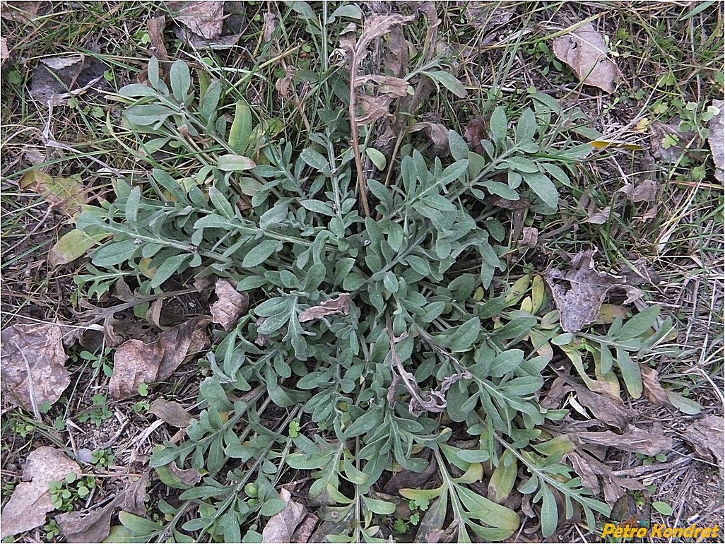 Image of genus Centaurea specimen.