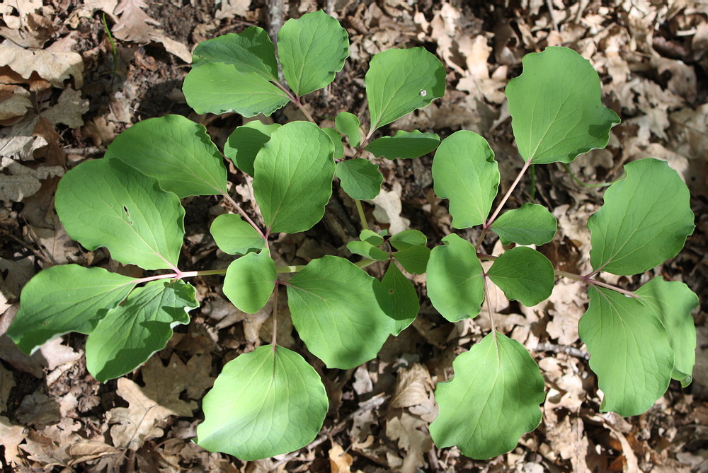 Image of Paeonia daurica specimen.