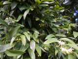 Geitonoplesium cymosum. Побеги с соцветиями и созревающими плодами. Австралия, г. Брисбен, ботанический сад. 29.12.2017.