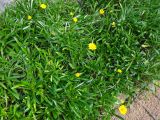 Gazania rigens