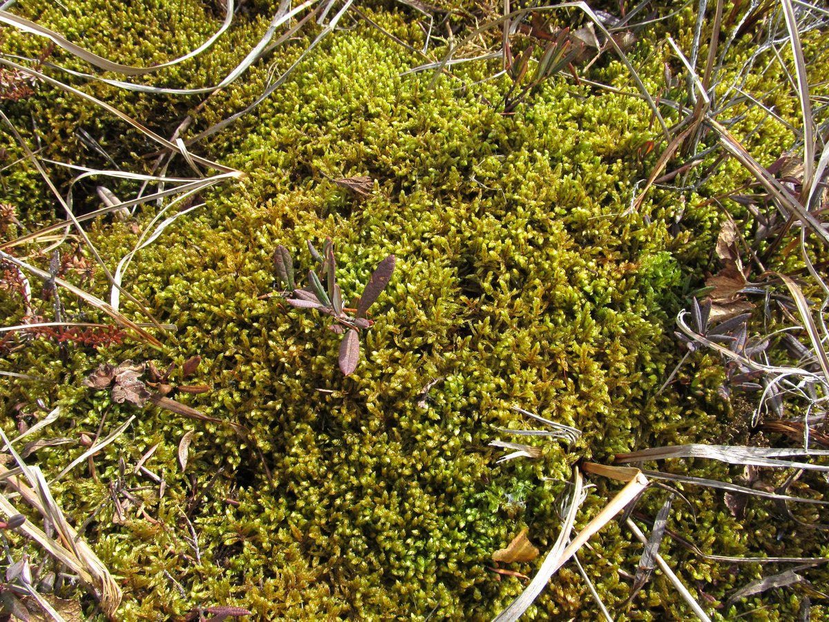 Image of Pleurozium schreberi specimen.