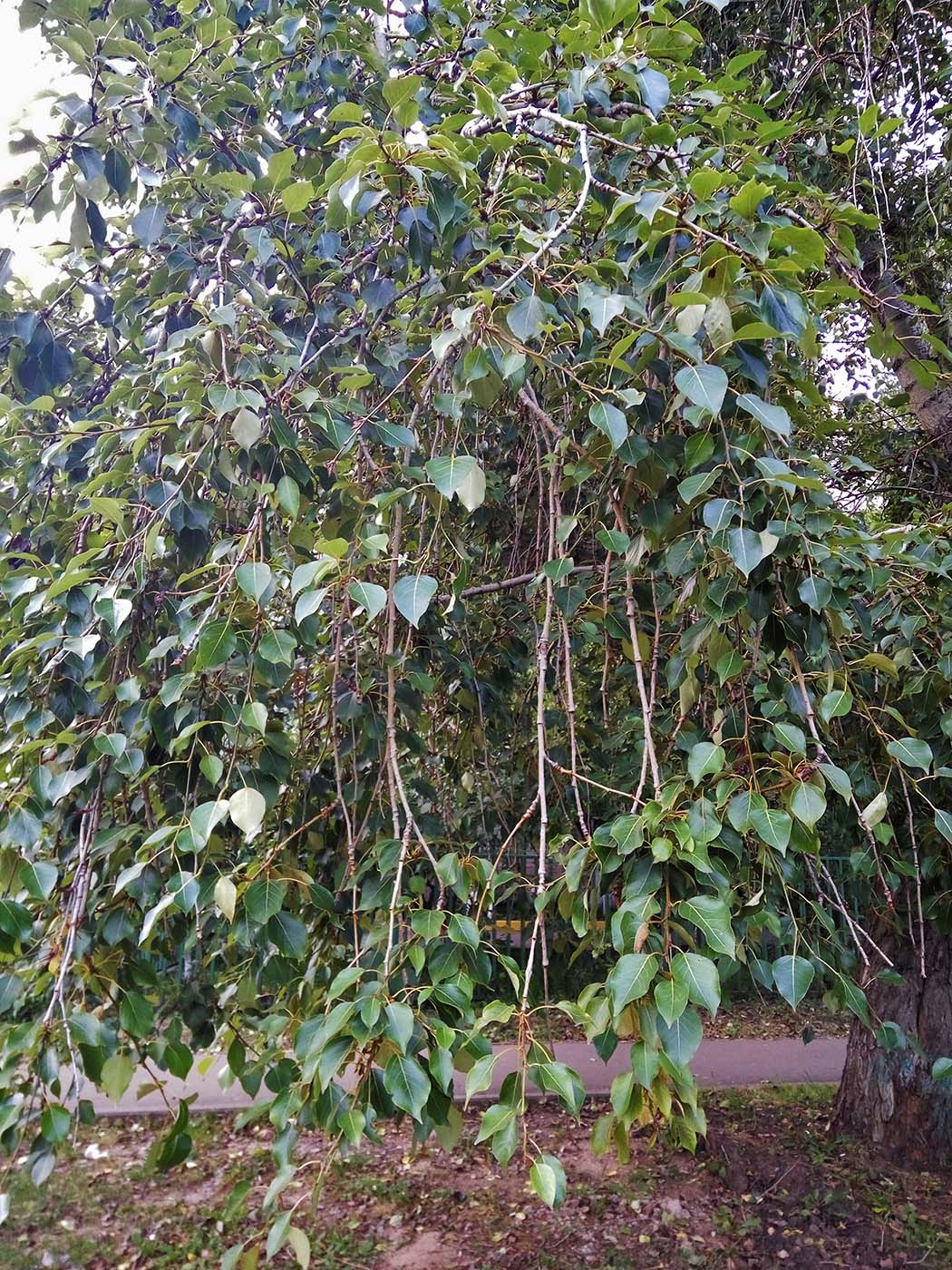 Image of Populus × rasumowskiana specimen.