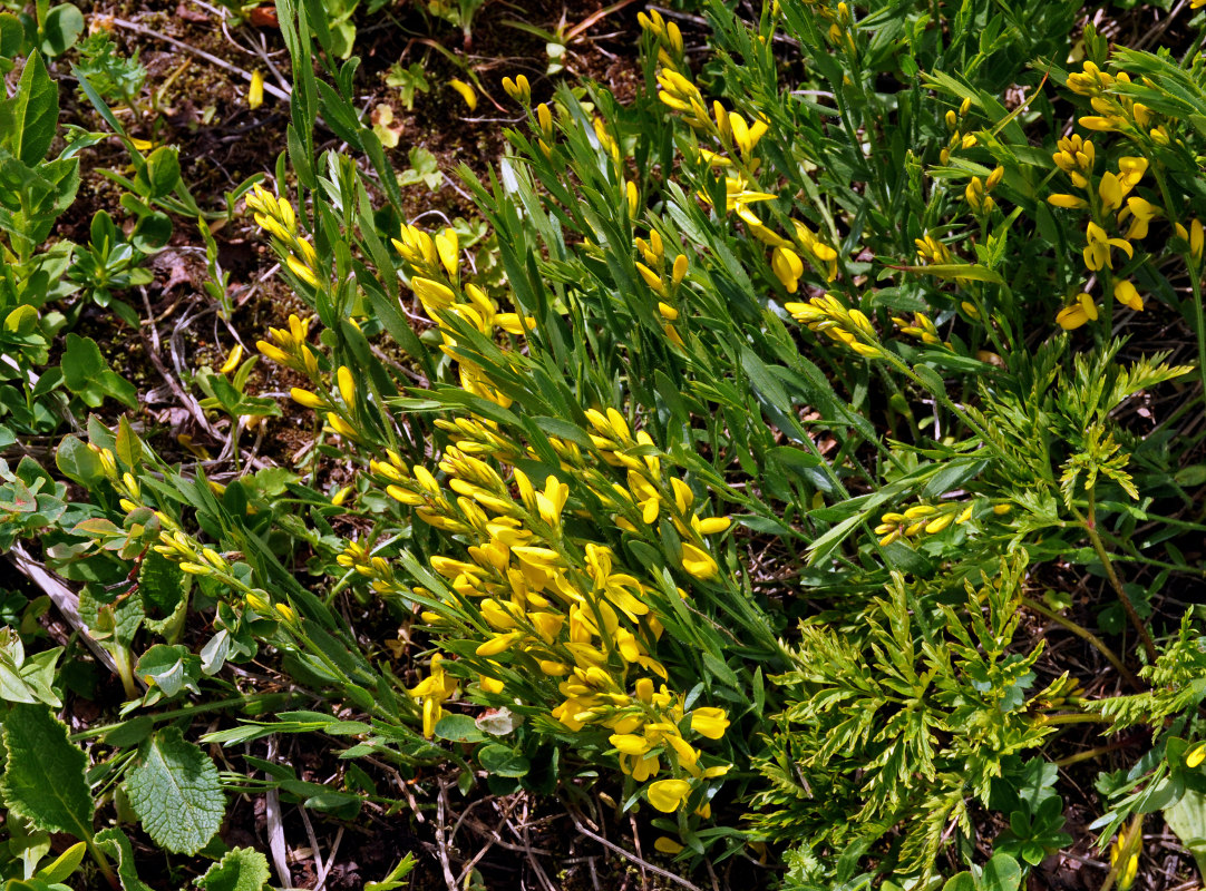 Image of Genista humifusa specimen.