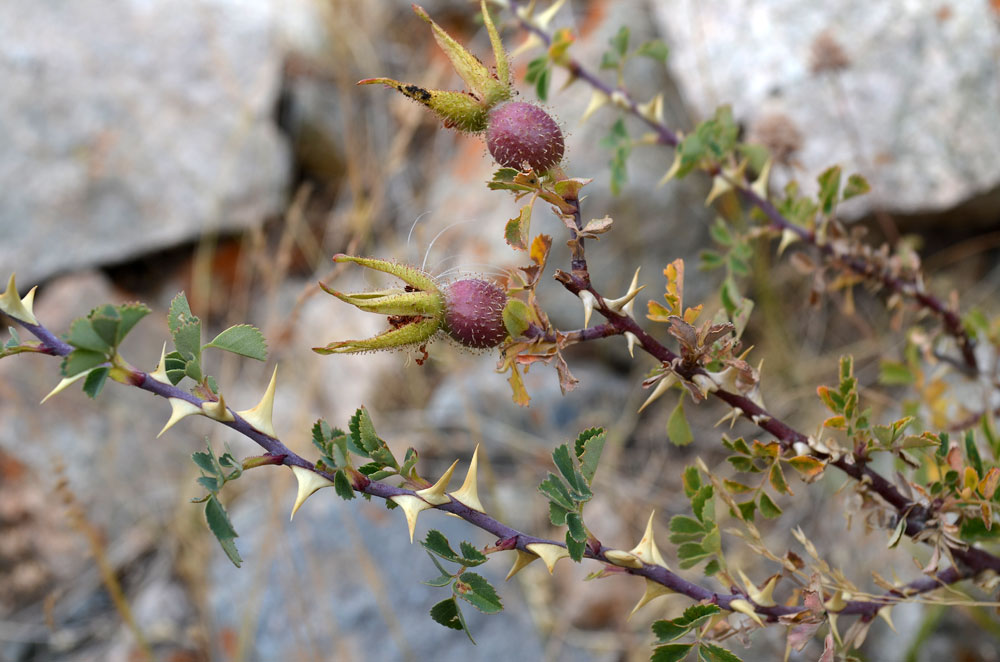 Изображение особи Rosa nanothamnus.