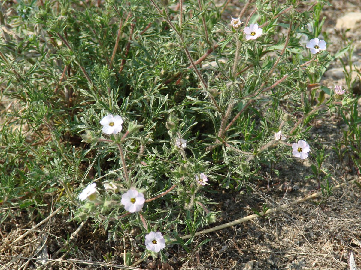 Image of Chamaerhodos grandiflora specimen.