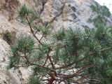 Pinus sylvestris подвид hamata. Ветви с молодыми шишками. Северная Осетия, Куртатинское ущелье. 06.05.2010.