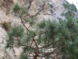 Pinus sylvestris ssp. hamata