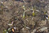 Persicaria amphibia