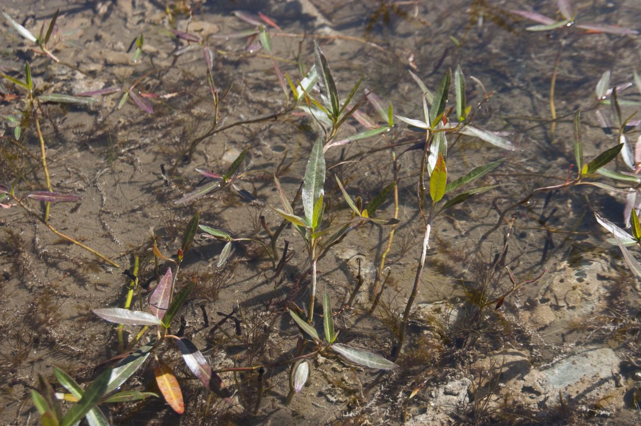 Изображение особи Persicaria amphibia.