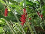 Heliconia caribaea. Части побегов с соцветиями. Австралия, северо-восточный Квинсленд, национальный парк Дейнтри, территория туристического лагеря. Конец сухого сезона (сезон gurreng). 04.10.2009.