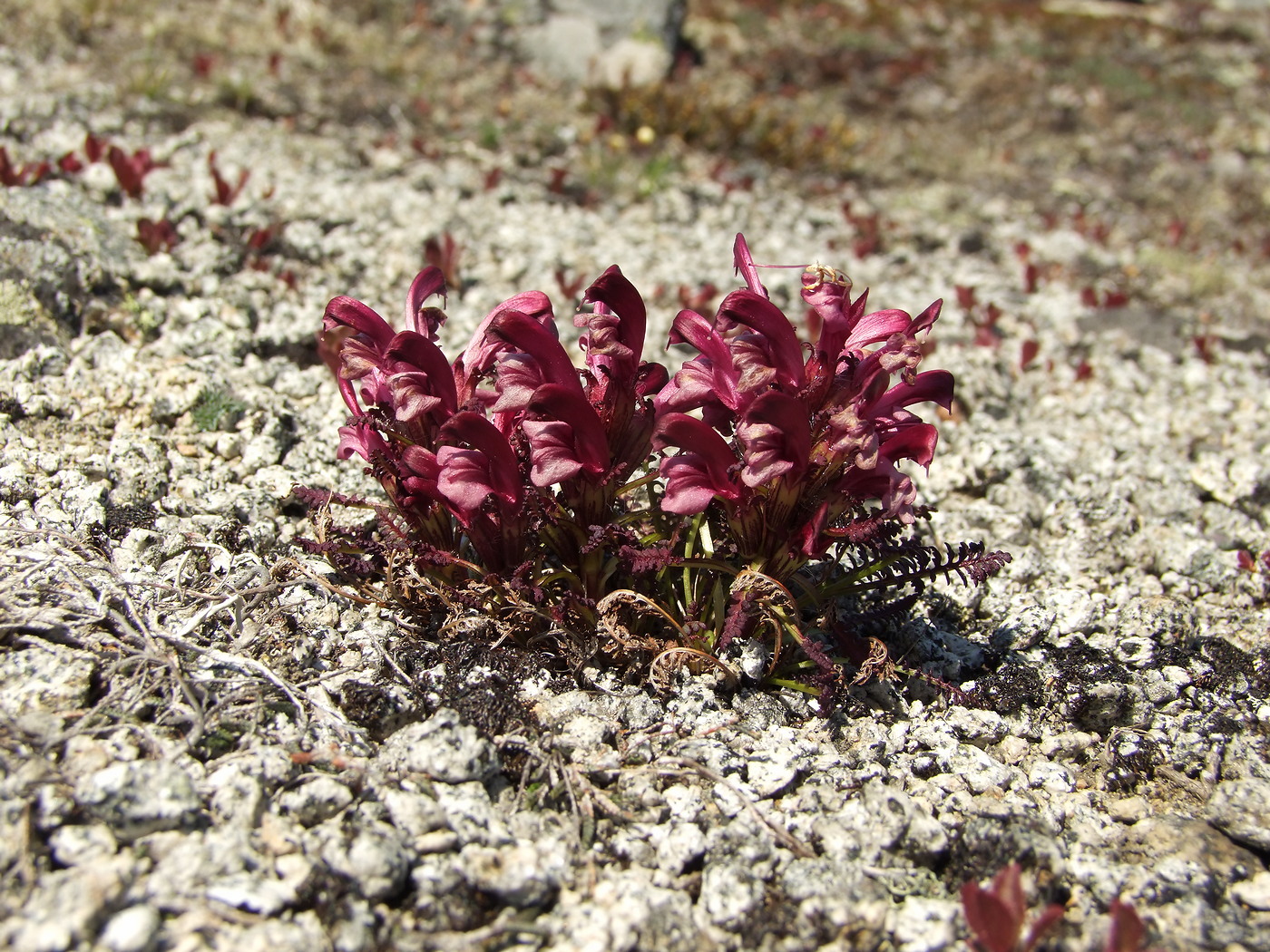 Изображение особи Pedicularis ochotensis.