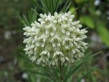 Asclepias linaria