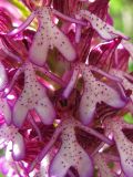 Orchis purpurea подвид caucasica