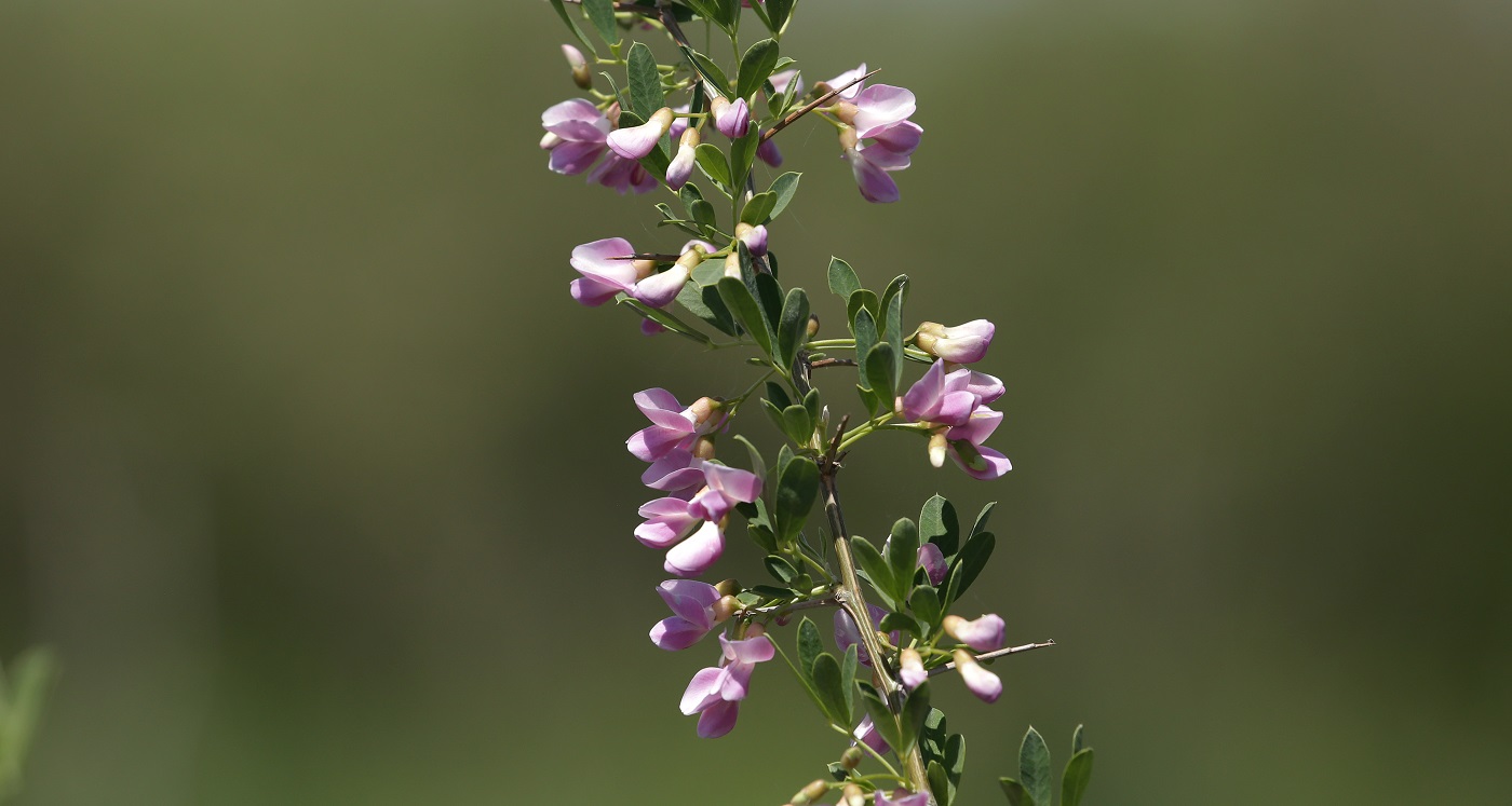 Image of Halimodendron halodendron specimen.