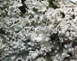 Flavopunctelia soredica