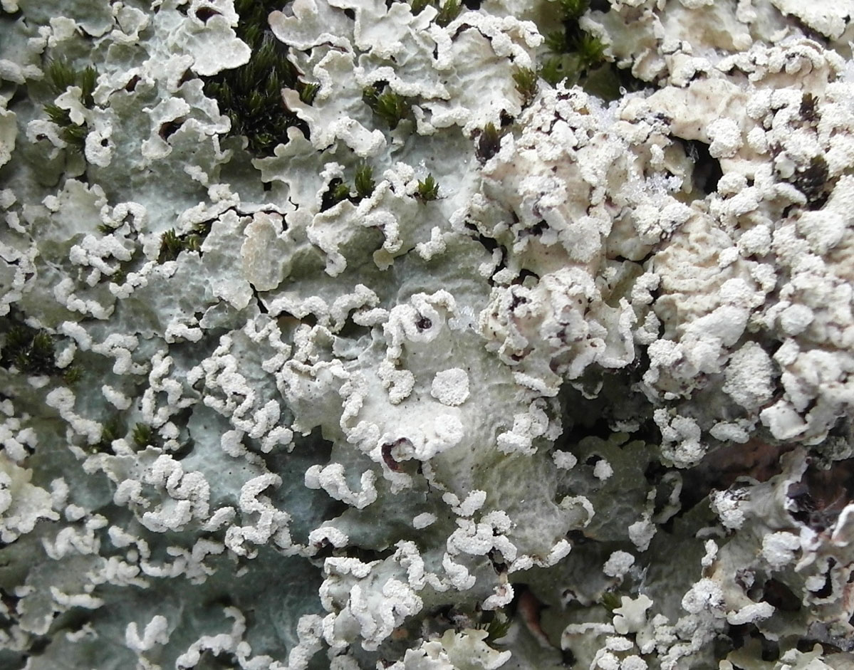 Image of Flavopunctelia soredica specimen.
