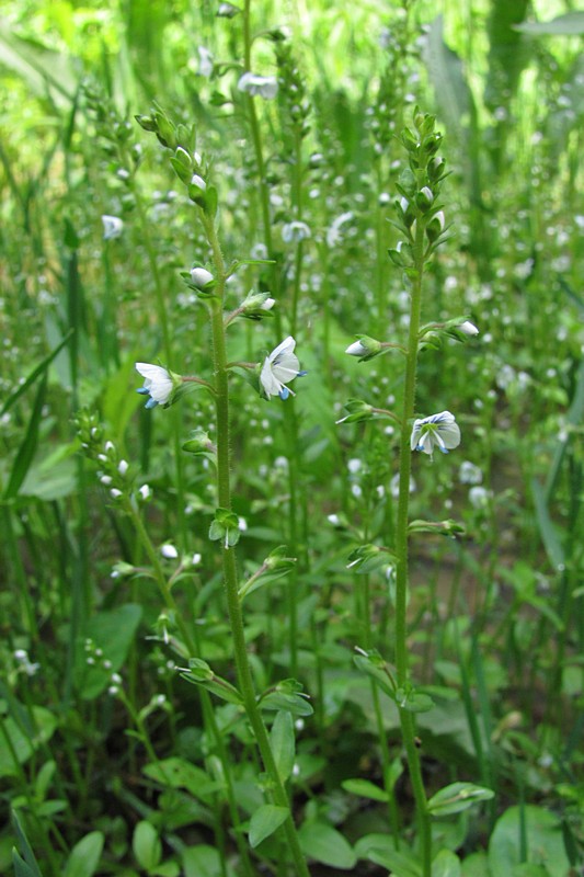 Image of Veronica humifusa specimen.