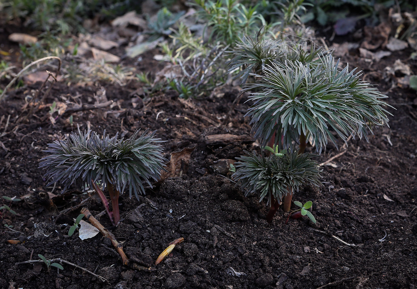 Image of Paeonia tenuifolia specimen.