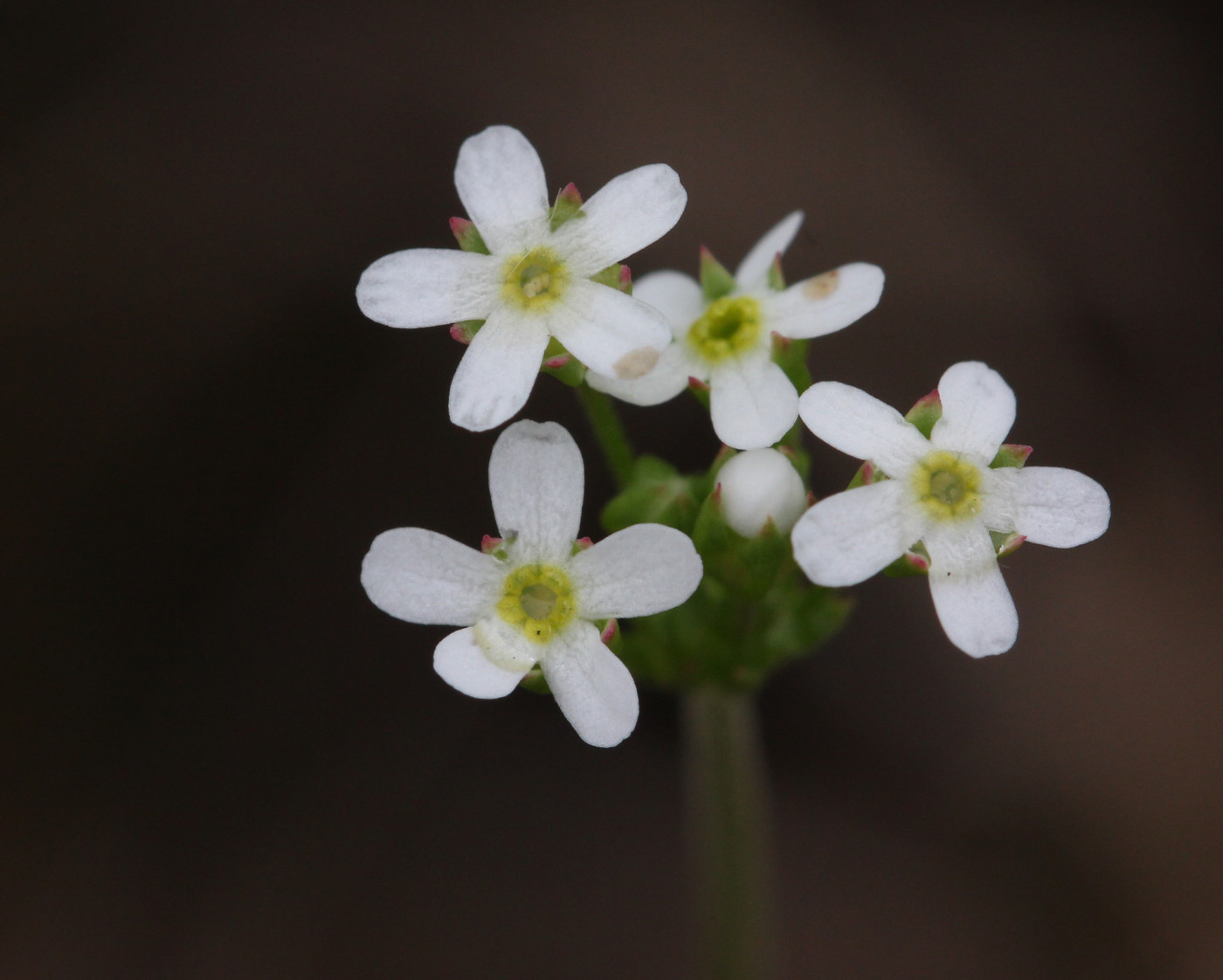 Image of Androsace septentrionalis specimen.