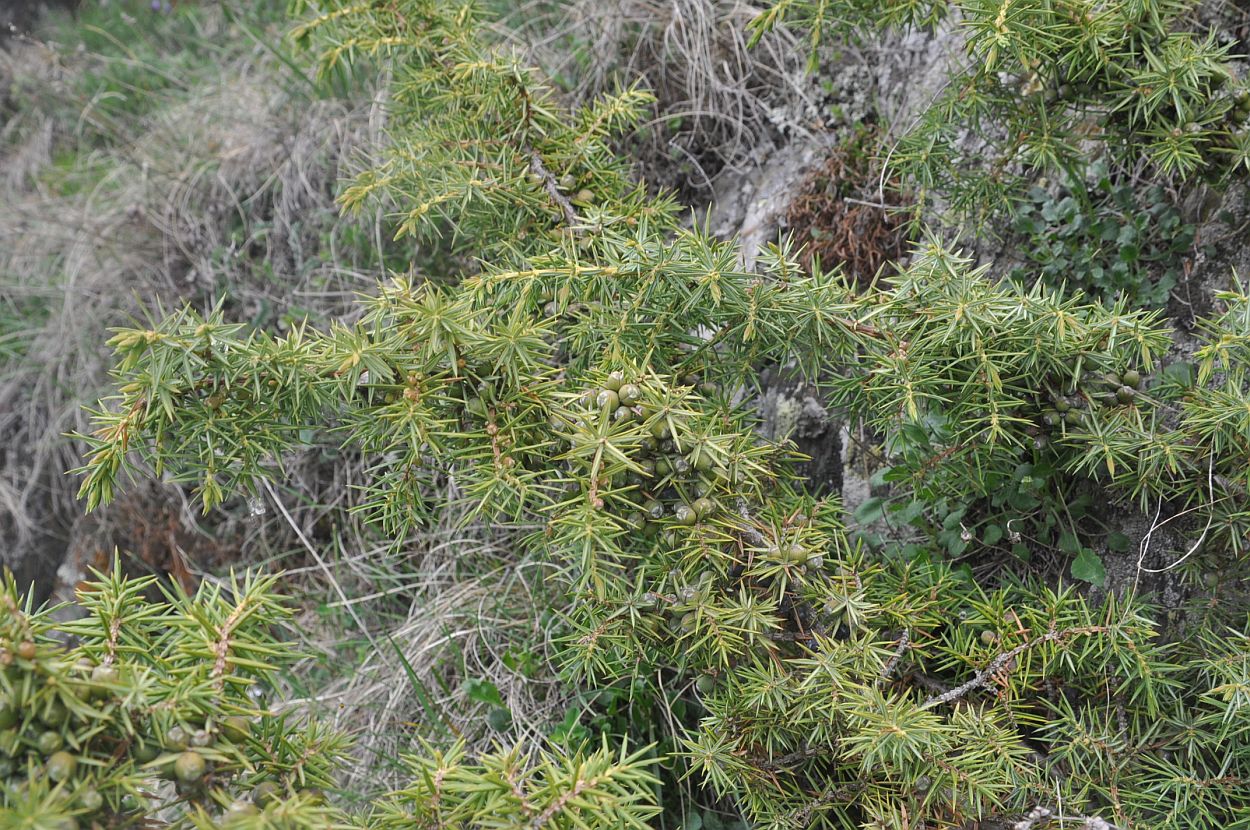 Изображение особи Juniperus oblonga.