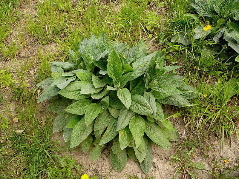 Image of Symphytum caucasicum specimen.