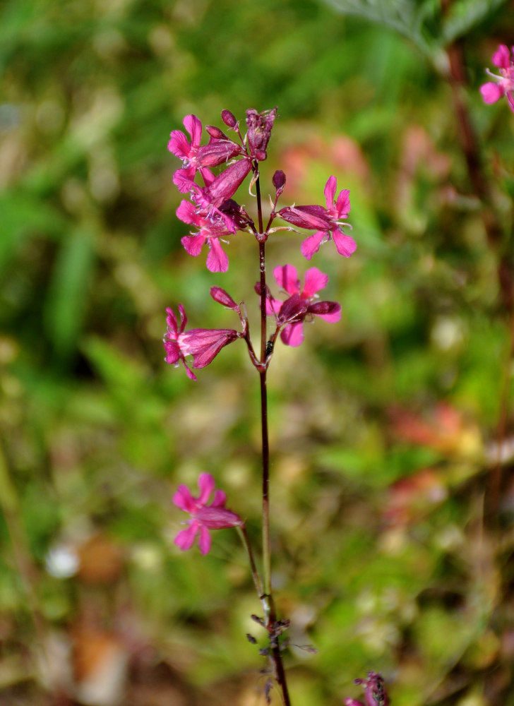 Изображение особи Viscaria vulgaris.