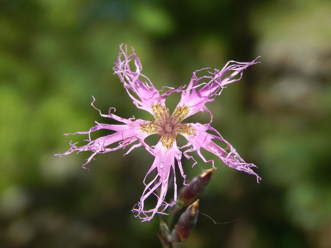 Изображение особи Dianthus superbus.