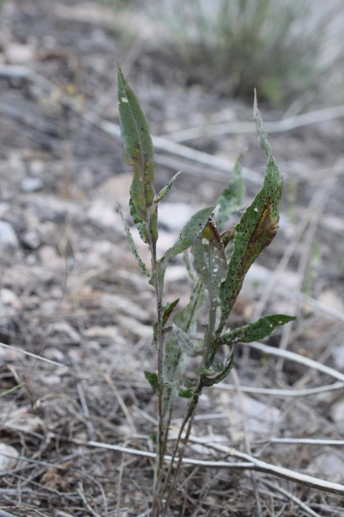 Изображение особи Cousinia margaritae.