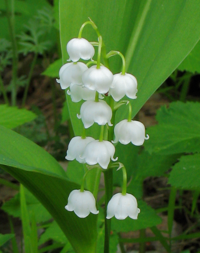 Image of Convallaria majalis specimen.