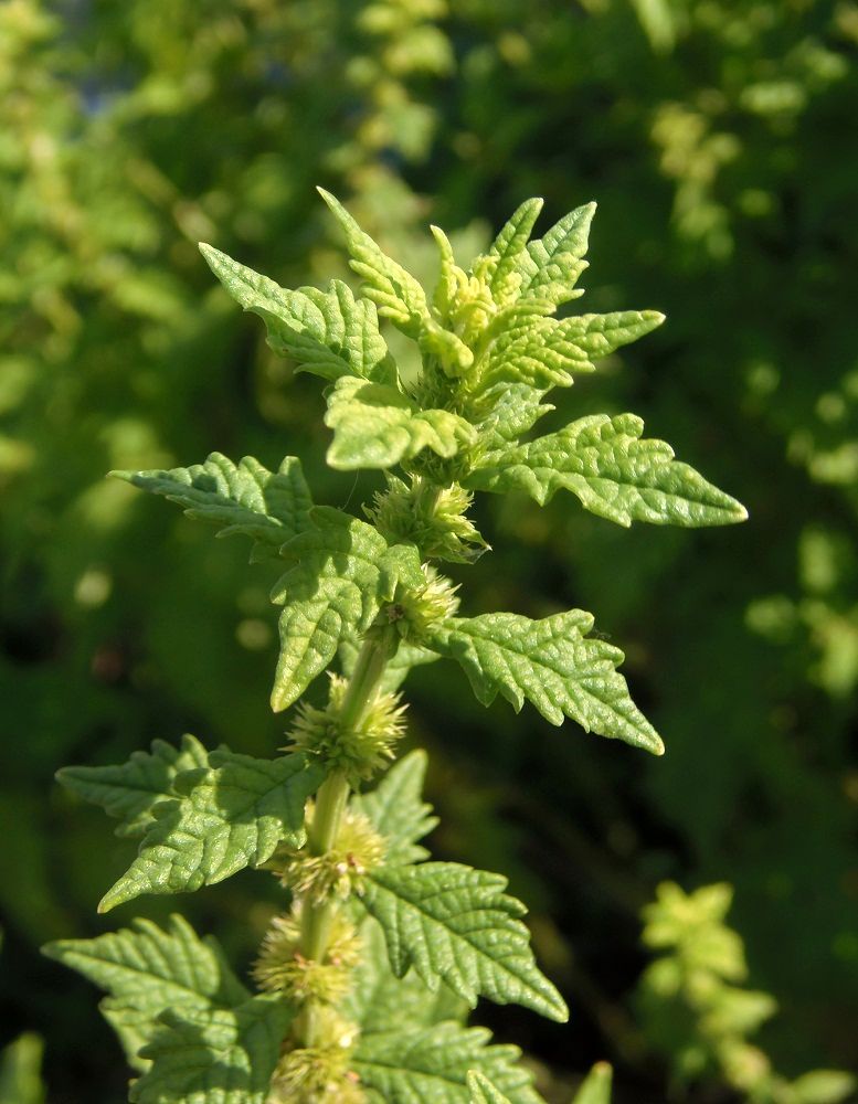 Изображение особи Lycopus europaeus.