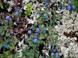 Vaccinium uliginosum ssp. microphyllum