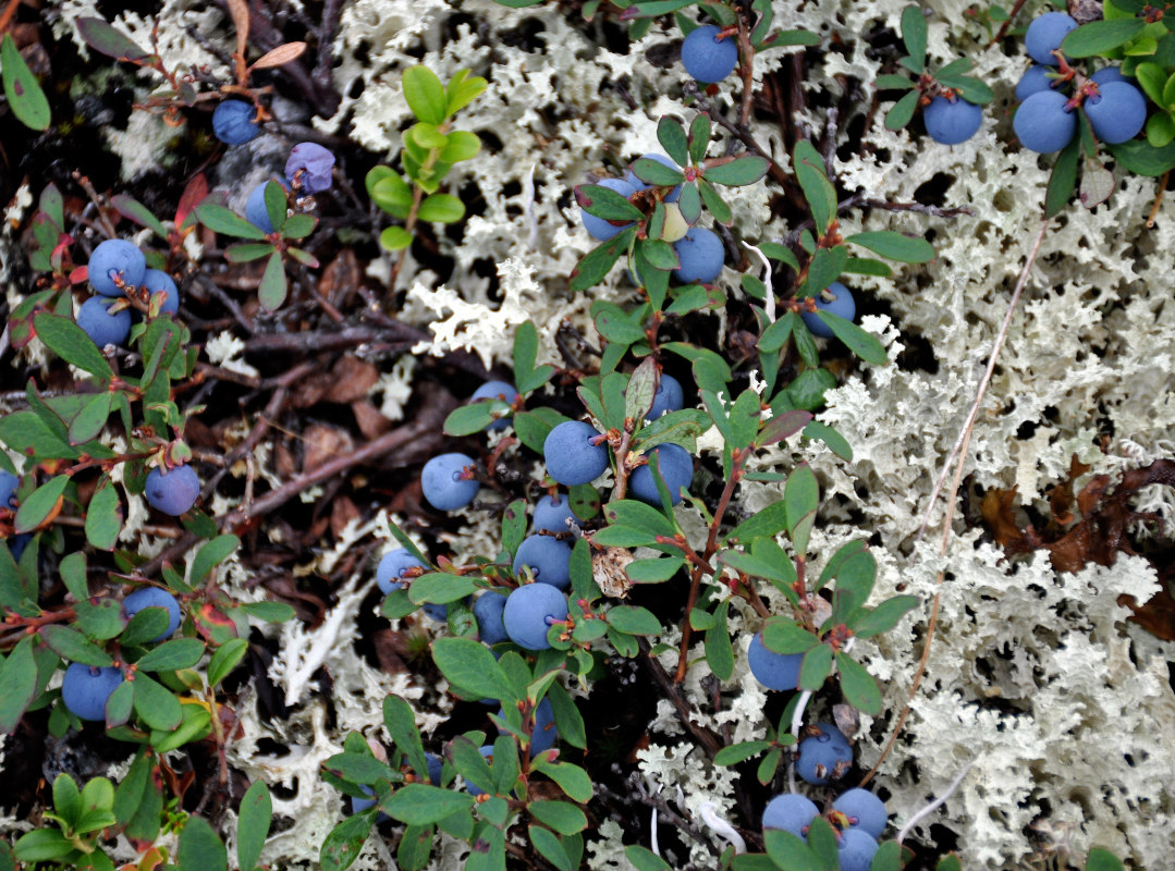 Image of Vaccinium uliginosum ssp. microphyllum specimen.